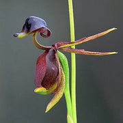 Flying Duck Orchid Seeds