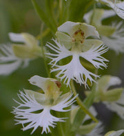 Fringed Orchid Seeds