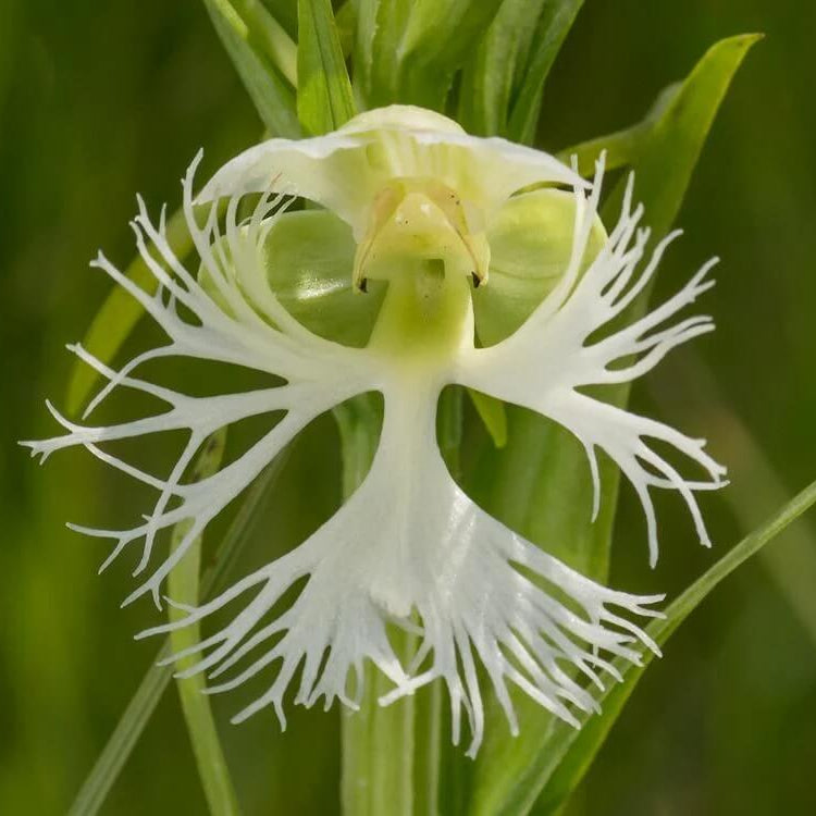 Fringed Orchid Seeds