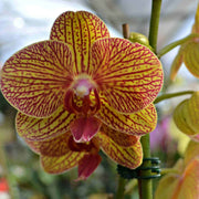 Green Brown Phalaenopsis Orchid Seeds