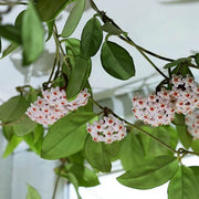Hoya Orchid Seeds