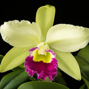 Light Green Cattleya Orchid Seeds