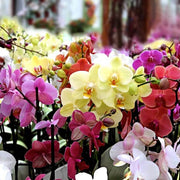 Mixed Doritaenopsis Orchid Seeds