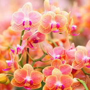 Orange Pink Phalaenopsis Orchid Seeds