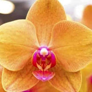 Orange Yellow Phalaenopsis Orchid Seeds