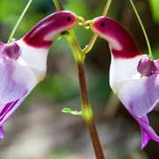 Parrot Orchid Seeds