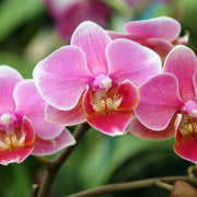 Pink Hydroponic Orchid Seeds