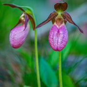 Pink Lady's Slipper Orchid Seeds