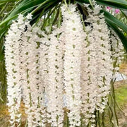 Rhynchostylis Retusa Alba Orchid Seeds