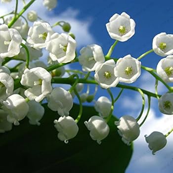 Bell Orchid Seeds
