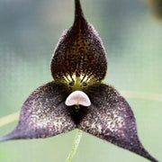 Black Monkey Face Orchid Seeds