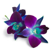 Blue-Purple Phalaenopsis Orchid Seeds