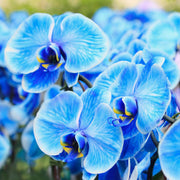 Blue Phalaenopsis Orchid Seeds