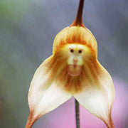 Brown Monkey Orchid Seeds