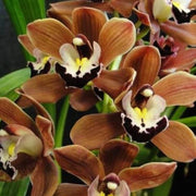 Brown Phalaenopsis Orchid Seeds