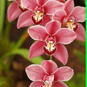Cymbidium Maxillaria Rose Orchid Seeds