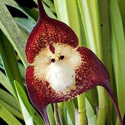 Dark Red Monkey Face Orchid Seeds