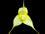 Green Monkey Face Orchid Seeds