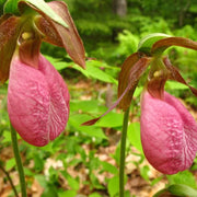 Lady's Slipper Orchid Seeds