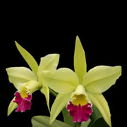 Light Green Cattleya Orchid Seeds