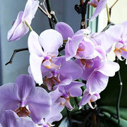 Light Purple Phalaenopsis Orchid Seeds