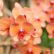 Orange Pink Phalaenopsis Orchid Seeds