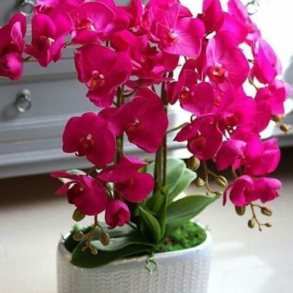 Pink Orchid Seeds