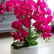 Pink Orchid Seeds