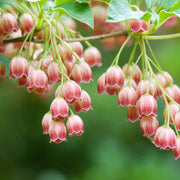 Pink Bell Orchid Seeds