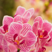 Pink Hydroponic Orchid Seeds