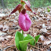 Pink Lady's Slipper Orchid Seeds