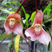 Pink Monkey Face Orchid Seeds
