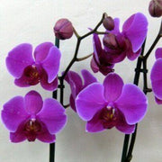 Purple Butterfly Orchid Seeds