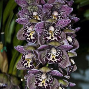 Purple Cymbidium Orchid Seeds