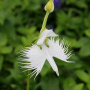 Radiata Orchid Seeds