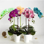 Rainbow Phalaenopsis Orchid Seeds