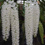 Rhynchostylis Retusa Alba Orchid Seeds