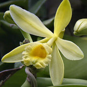 Vanilla Orchid Seeds