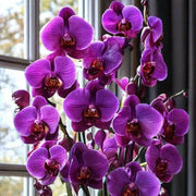 Violet Hydroponic Orchid Seeds