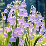 White Purple Bell Orchid Seeds