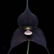 Black Monkey Face Orchid Seeds