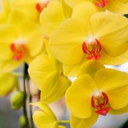 Deep Yellow Phalaenopsis Orchid Seeds