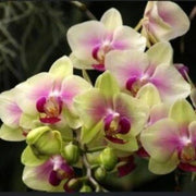 Green Pink Phalaenopsis Orchid Seeds