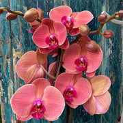 Light Red Phalaenopsis Orchid Seeds