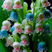 Mixed Bell Orchid Seeds