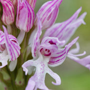 Orchis Italica Orchid Seeds