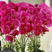 Pink Orchid Seeds