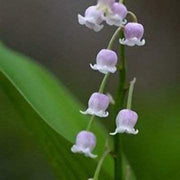 Violet Bell Orchid Seeds