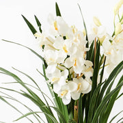 White Cymbidium Orchid Seeds