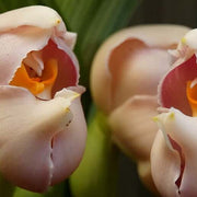 Cream Eggs Baby Orchid Seeds